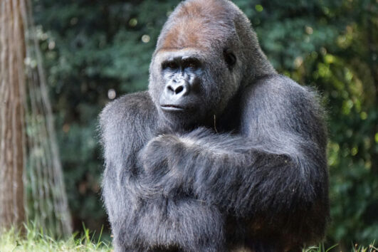 Gorilla
