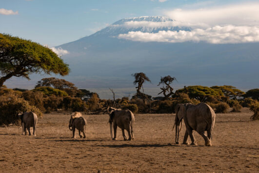 Kenya Safari